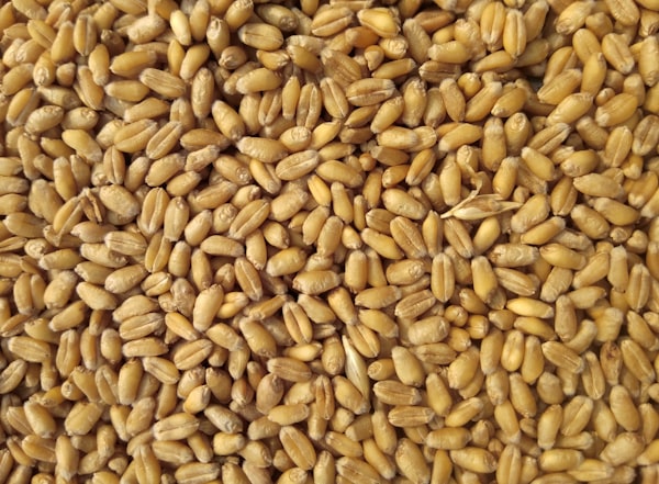 Quality wheat grain after threshing