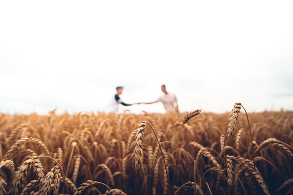 Mature wheat field at harvest