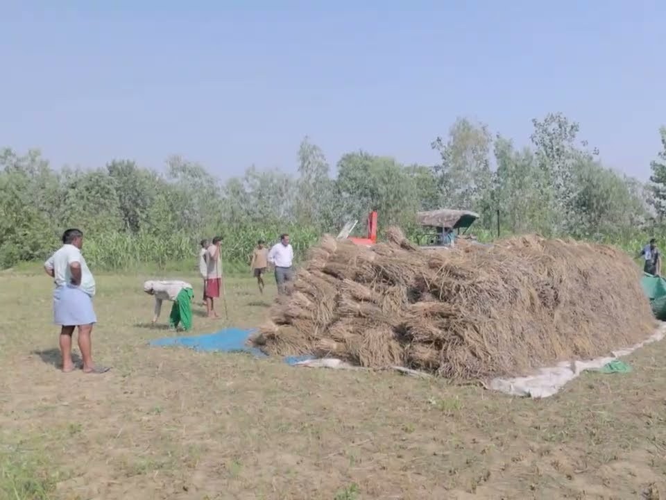 Harvested paddy stacked in the field beside an IPL machine
